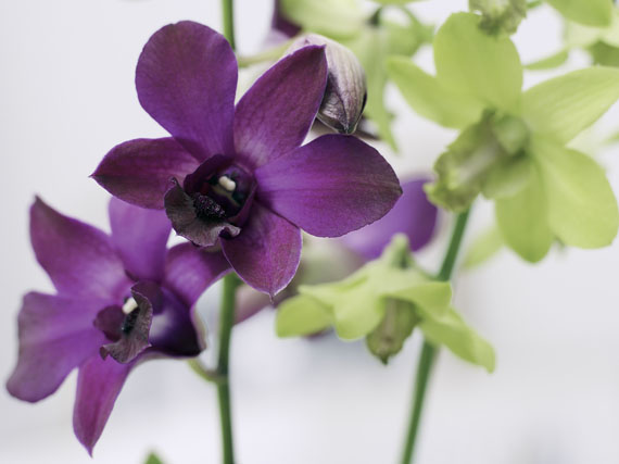 Orquídeas: descubre las ‘Dendrobium’
